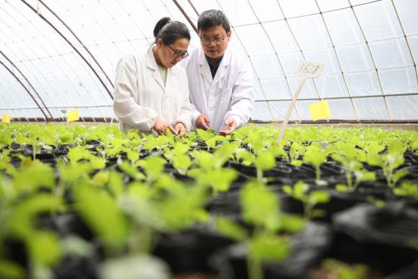 馬鈴薯良種繁育的技術創(chuàng)新 鋪就農(nóng)業(yè)“小康路”