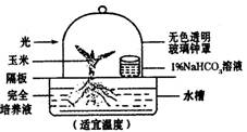 基于玉米幼苗的光合作用實驗 驗證二氧化碳的關鍵作用及其農(nóng)業(yè)科研價值