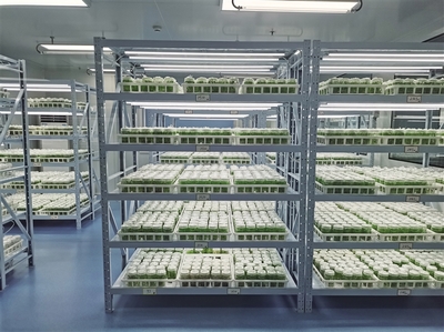 科創(chuàng)賦能 提升百合“芯”動力——蘭州市科技局加強(qiáng)種質(zhì)資源保護(hù)引領(lǐng)產(chǎn)業(yè)高質(zhì)量發(fā)展