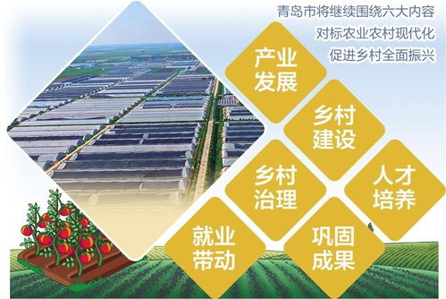 西紅柿變身鄉(xiāng)村致富果 青島平度以工業(yè)思維點亮特色農(nóng)業(yè)新路徑